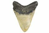 Serrated, Fossil Megalodon Tooth - North Carolina #298999-2